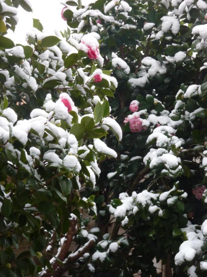 마자메 Les Camelias B&B 외부 사진