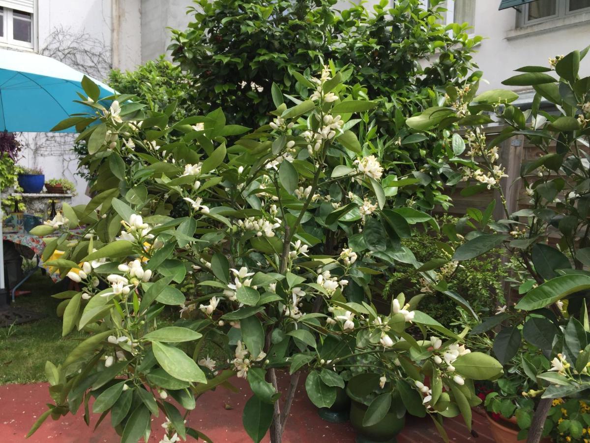 마자메 Les Camelias B&B 외부 사진